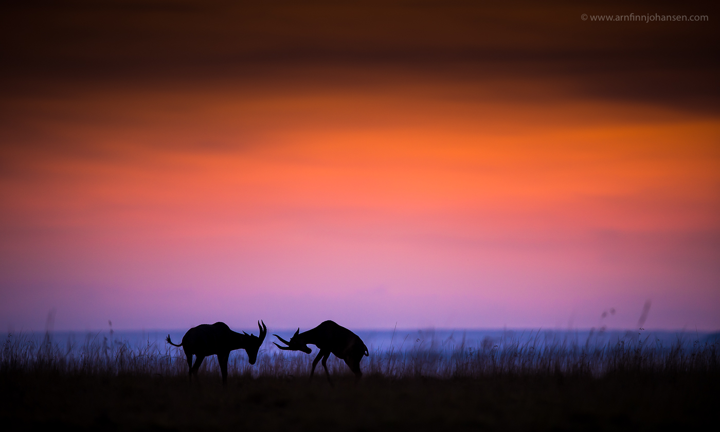 dør fascisme Indvandring Awards – Arnfinn Johansen Wildlife Photography